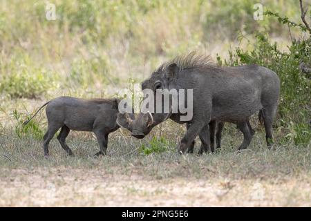 Warthog comune (Phacochoerus africanus), madre e giovane, Parco Nazionale del Tarangire, Tanzania Foto Stock