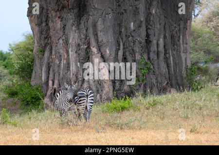 Zebra pianure (Equus quagga) o zebra cavallo, animali di fronte al baobab africano (Adansonia digitale) albero, Tarangire National Park, Tanzania Foto Stock