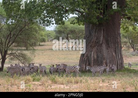 Zebra pianure (Equus quagga) o zebra cavallo, animali di fronte al baobab africano (Adansonia digitale) albero, Tarangire National Park, Tanzania Foto Stock