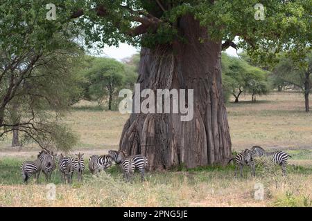 Zebra pianure (Equus quagga) o zebra cavallo, animali di fronte al baobab africano (Adansonia digitale) albero, Tarangire National Park, Tanzania Foto Stock