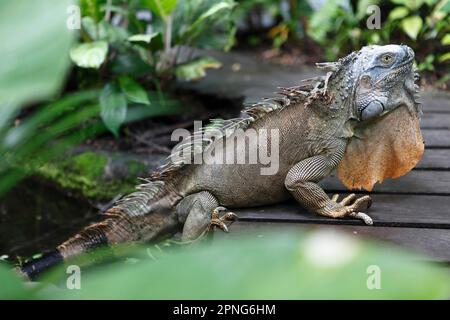 Iguana (Iguanidae), Parco Nazionale di Tortuguero, Provincia di Limon, Costa Rica Foto Stock