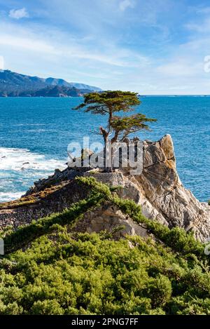 Lone Cypress Tree sulla 7 Mile Drive. 17 Mile Drive è una strada panoramica che attraversa Pebble Beach e Pacific Grove sulla penisola di Monterey nella parte settentrionale Foto Stock