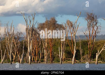 Alberi morti, in piedi nel lago, Lago Naivasha, Kenya Foto Stock