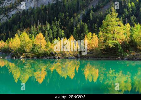 La foresta di larici di colore giallo si riflette nel lago di montagna Lac de Derborence nel cantone del Vallese, in Svizzera Foto Stock