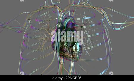 Anatomia del cuore umano per l'illustrazione del concetto medico 3D Foto Stock