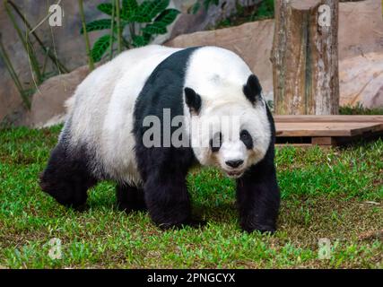 Thailandia. 16th Jan, 2023. Il panda cinese Lin Hui cammina in una sala climatizzata e in un'area ricreativa simile a una foresta allo Zoo di Chiang mai. Credit: SOPA Images Limited/Alamy Live News Foto Stock