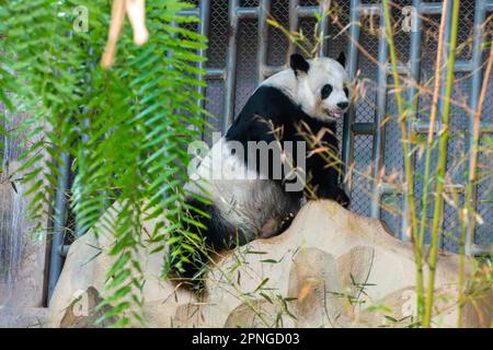 Thailandia. 16th Jan, 2023. Il panda cinese Lin Hui si trova in una sala climatizzata e in un'area ricreativa simile a una foresta presso lo Zoo di Chiang mai. Credit: SOPA Images Limited/Alamy Live News Foto Stock