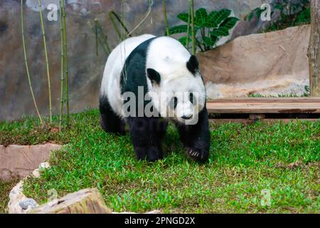 Thailandia. 16th Jan, 2023. Panda cinese Lin Hui cammina in una sala climatizzata e foresta-come e area ricreativa allo Zoo di Chiang mai. (Foto di Pongmanat Tasiri/SOPA Images/Sipa USA) Credit: Sipa USA/Alamy Live News Foto Stock