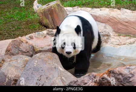 Chiang mai, Thailandia. 16th Jan, 2023. Il panda cinese Lin Hui cammina in una sala climatizzata e in un'area ricreativa simile a una foresta allo Zoo di Chiang mai. (Credit Image: © Pongmanat Tasiri/SOPA Images via ZUMA Press Wire) SOLO PER USO EDITORIALE! Non per USO commerciale! Foto Stock