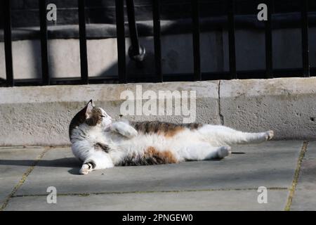 Londra, Regno Unito. 18th aprile 2022. Il Capo ufficiale Mouser dell'Ufficio del Gabinetto, Larry The Cat, gode del sole mattutino a Downing Street durante la riunione settimanale del Gabinetto. Foto Stock