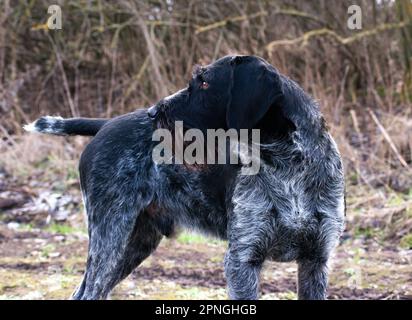 Sako, il tedesco Wirehaired puntatore cane guardando attentamente in lontananza. Un'eccellente razza di cane da caccia. Foto Stock