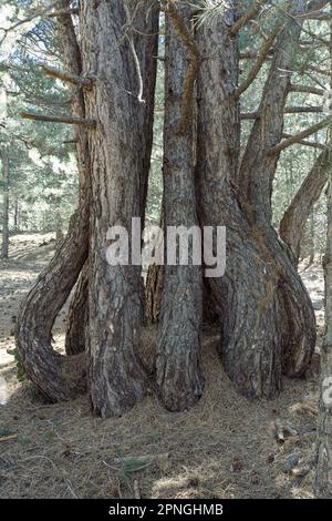 Gruppo di tronchi di pini ricurvi a forma di bulbo nel Parco Nazionale dell'Etna in Sicilia Foto Stock