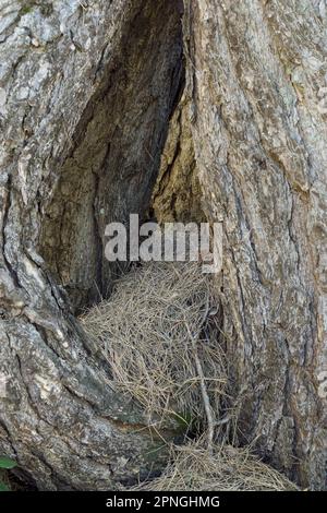 Foro tronco albero con aghi secchi pini nel Parco Nazionale dell'Etna in Sicilia Foto Stock