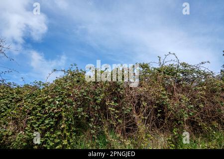 Un grande groviglio di BlackBerry Himalyan invasivi si infranisce sull'isola di Vancouver, BC, Canada. Foto Stock