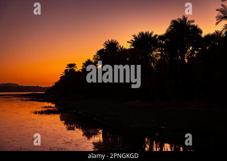 Silhouette di palme al tramonto Foto Stock