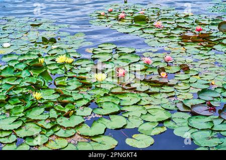 Piante acquatiche di Nymphaea con fiori di diversi colori e foglie verdi sul lago: Nymphaea Mexicana (giallo), Nymphaea Escarbocle (rosa) Foto Stock