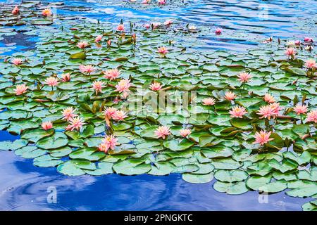 Le foglie verdi e teneri fiori rosa di Nymphaea Colorado (giglio d'acqua) sulla superficie increspata del lago estivo Foto Stock