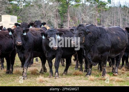 black Angus bull con mucche durante la stagione invernale di allevamento - primo piano. Foto Stock