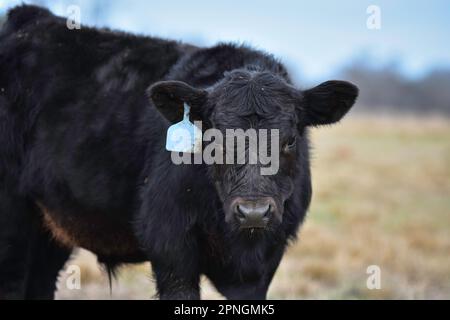 Polpaccio Angus con etichetta auricolare blu che guarda da vicino la fotocamera. Foto Stock