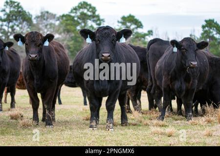 Mucca di covata angus pesantemente incinta nel telaio centrale circondato da altri herdmates in un pascolo dell'Alabama in gennaio. Foto Stock