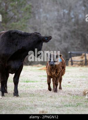 Angus madre mucca guarda indietro al suo vitello come sta raggiungendo fino a lei - spazio negativo sopra. Foto Stock