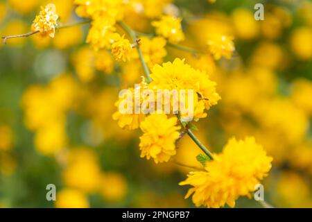 Fiori gialli su un cespuglio di fiori. Ranuncolo giapponese al sole. Dettaglio di fiori giapponesi con fiori aperti in un giardino selvaggio. Diversi volati Foto Stock