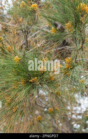 Fioritura del ramo di pino alla luce del sole. Rami di pino verde con coni di polline gialli Foto Stock