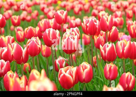 Trionfo Tulip 'Leen Van Der Mark' in fiore. Foto Stock