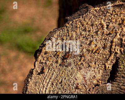 Gocce arancioni di resina su un ceppo di un pino all'aperto Foto Stock