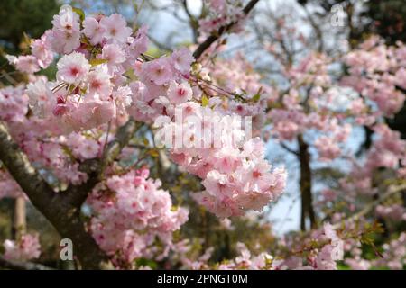 Prunus 'Pink Ballerina' albero di ciliegio in fiore. Foto Stock