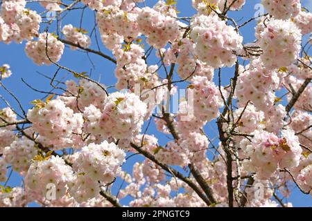 Prunus 'Ichiyo' albero di ciliegio in fiore. Foto Stock