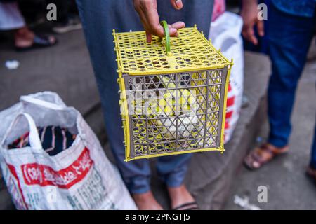 Dhaka, Bangladesh. 19th Apr, 2023. Un bambino sta andando celebrare Eid con i suoi parenti nel villaggio con gli uccelli dell'animale domestico al terminale di autobus di Mohakhali a Dhaka. La gente sta ritornando nelle loro città prima di Eid-ul-Fitr in mezzo a un'ondata di caldo inarrestabile. Ignorando le temperature bollenti, la gente saliva a bordo dei treni e degli autobus in fretta per tornare a casa. Credit: SOPA Images Limited/Alamy Live News Foto Stock