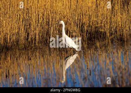 Un'impressionante Egret Snowy (Egretta thula) svetta nelle zone umide del Bear River Migratory Bird Refuge vicino a Brigham City, Box Elder County, Utah, USA. Foto Stock