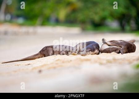Una lontra morbida e rivestita dorme insieme testa a coda e testa a testa su una spiaggia lungo la costa di Singapore Foto Stock