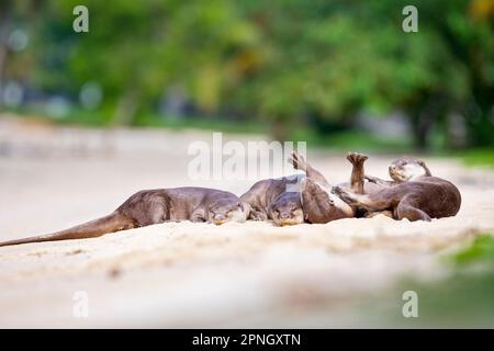 Una lontra morbida e rivestita dorme insieme testa a coda e testa a testa su una spiaggia lungo la costa di Singapore Foto Stock
