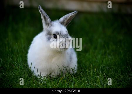 Carino coniglio bianco e grigio animale domestico seduto su erba con spazio copia disponibile Foto Stock