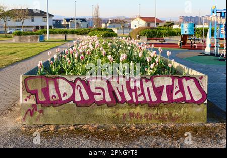 Tulips Carnival de Rio Triumph Tulip Triumph tulpan Tulipa gesneriana Fiore letto nel parco pubblico con graffiti 'tutti giacciono' Santander Cantabria Spagna Foto Stock