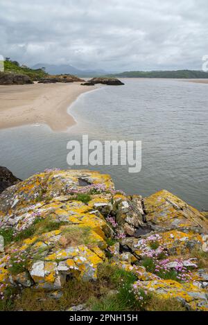 Vista dell'estuario di Glaslyn da Borth-y-Gest con il primo piano di colorate rocce coperte di licheni e il mare Thrift. Foto Stock