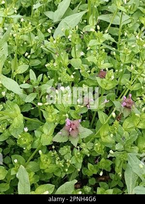 Immagine ravvicinata dei fiori selvatici del prato. Foglia verde, erba primaverile e fiori selvatici. Natura sfondo. Foto Stock