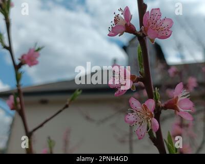 Ramo fiorito di pesco. Sfondo con messa a fuoco morbida. Pesca rosa fiore fioritura. Foto Stock