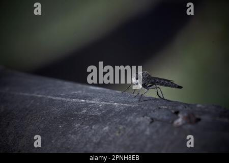 Una macro robber close-up volare arroccato su un albero con uno sfondo verde scuro in attesa di una preda a caccia Foto Stock