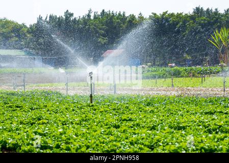 Impianto di irrigazione sprinkler automatico e testine sprinkler in campo agricolo all'aperto Foto Stock