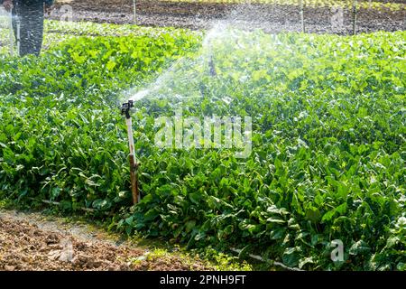 Impianto di irrigazione sprinkler automatico e testine sprinkler in campo agricolo all'aperto Foto Stock