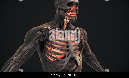 Anatomia polmonare del sistema respiratorio umano Foto Stock