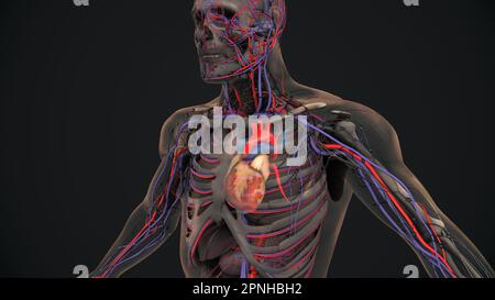 Cuore umano con vene e arterie Foto Stock