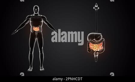 Intestino tenue con organi interni Foto Stock