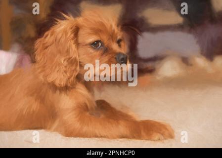 Quadro digitale di un primo piano di un singolo cucciolo isolato di rubino Cavalier re Charles Spaniel. Foto Stock