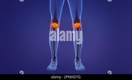 Anatomia della rotula umana Foto Stock