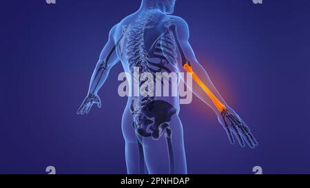 Anatomia dell'avambraccio umano Foto Stock