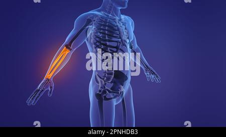 Anatomia dell'avambraccio umano Foto Stock